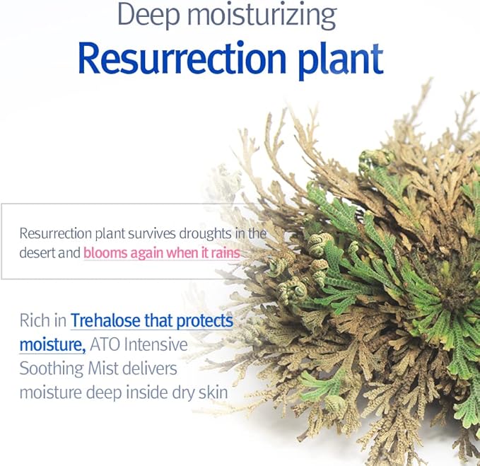 Pyunkang YUL PKY ATO Intensive Soothing Mist - Fast Calming, Refreshing, Moisturizing Facial & Body Low pH Mist Spray with Honeysuckle Flower, Sensitive Skin EWG Verified 4.9Fl.Oz