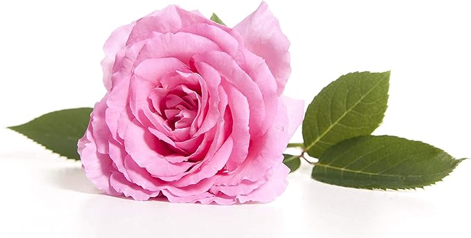 OPO Rose Water Facial Toner Spray, Natural Bulgarian Rosewater with Aloe, Tea Tree, Witch Hazel, Hydrating & Rejuvenating for Face & Neck, No Alcohol, Natural Face Mist (8 oz)