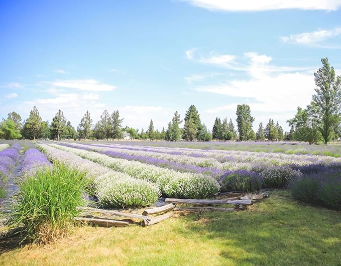 Hydrosol - Certified 100% Pure Organic Lavender Floral Water Hydrosol, Facial Toner, Aromatherapy, Skincare Set, Body Mist, Room & Linen Spray - Made in USA - 8 oz